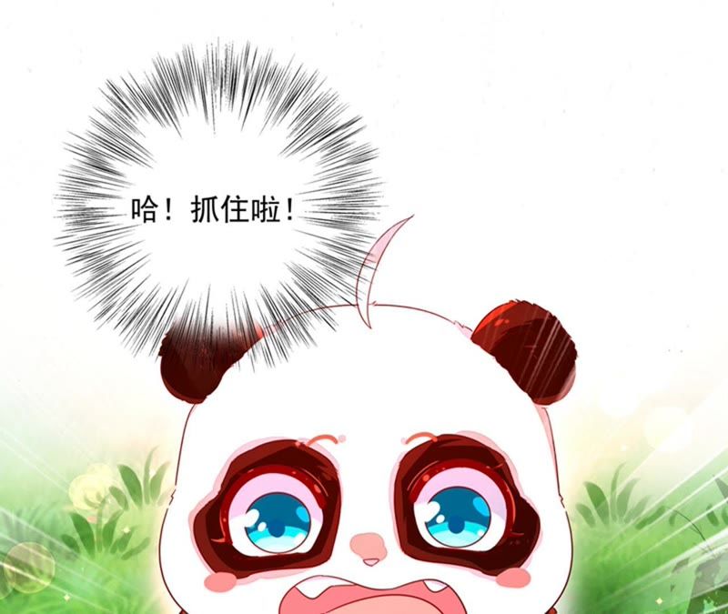 天降萌宝小熊猫：萌妃来袭